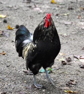 Rooster stands Stock Photos