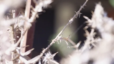 A rooster statue Stock Footage 119920334