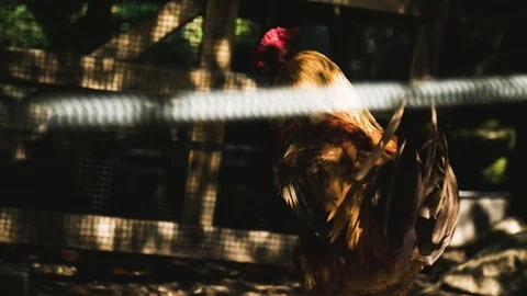 Rooster is stretching wings Vídeo Stock 92410578