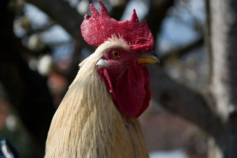 Rooster stroking somewhere Stock Photos