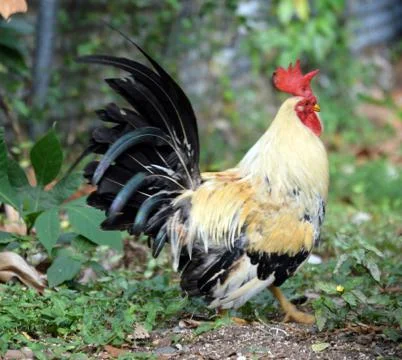 Rooster Strut Foto stock