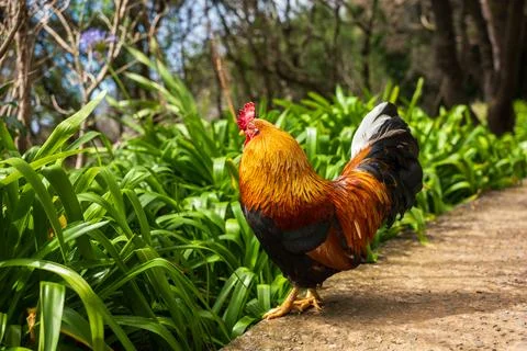 Rooster struts on sunlit garden path in Madeira, Portugal Stock Photos