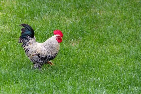 Rooster strutting in the yard Stock Photos