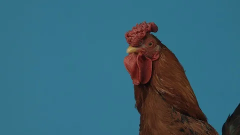 Rooster in studio. Blue background. Look at green grass. Close up Vidéo 127700471