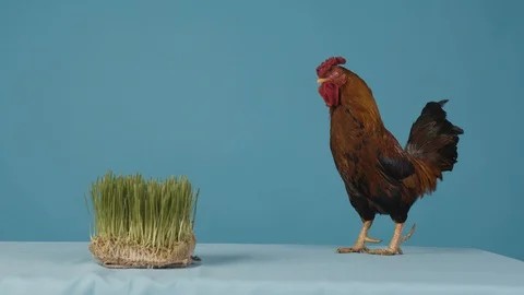 Rooster in studio. Blue background. Look at green grass Vidéo 127997878