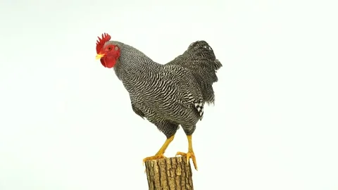Rooster on stump isolated on white screen Video stock 104602636