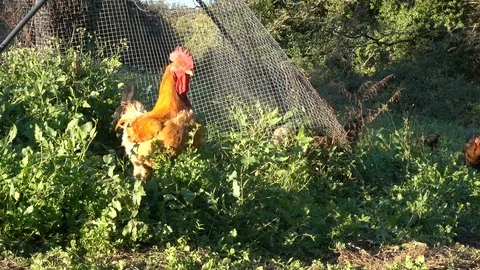 Rooster suspiciously looking at the camera Stock Footage 71006377