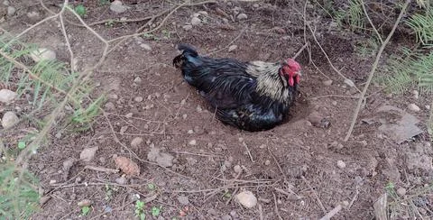 Rooster taking a dust bath under tree free roam Stock Photos