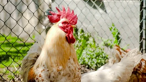 The rooster is talking Stock-Footage 80281324