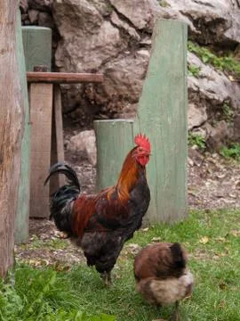 Rooster in Theth Stock Photos