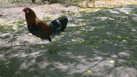 A rooster tied to a leg hops and gets excited, in the Philippines Stock Footage 235475287