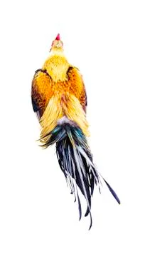 Rooster top view isolated Stock Photos