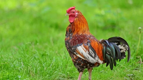 Rooster on a traditional free range organic farm. Slow motion 120 fps Stock Footage 278462018