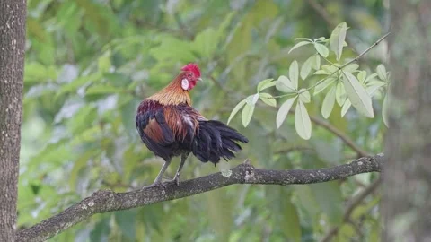 Rooster on tree branch Stock Footage 243195276