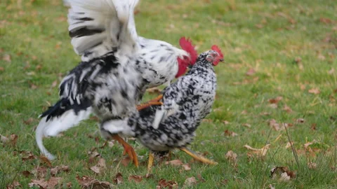 Rooster trying to copulate Vídeo Stock 169411843