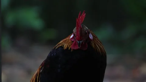 A Rooster trying very hard to keep awake Stock-Footage 322169493