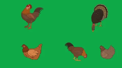 Rooster Turkey Chicken Bird 2d animated cartoon character on green screen High Stock Footage 334703381