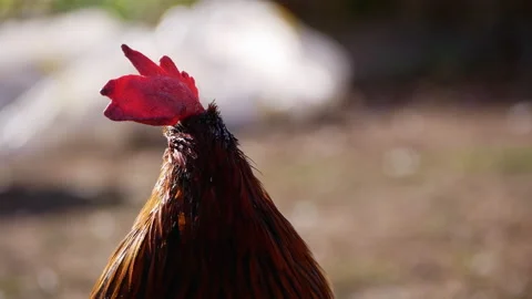 Rooster turning its head in slow motion, showcasing vibrant brown and red Stock Footage 290466607