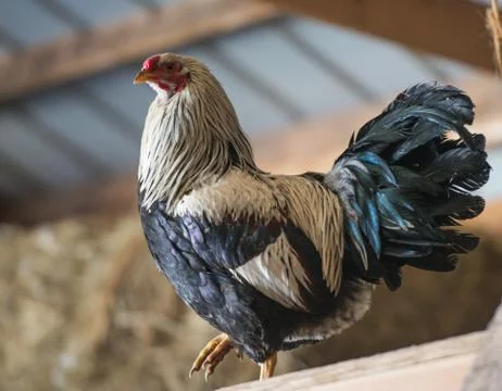 Rooster on a typical farm Foto stock