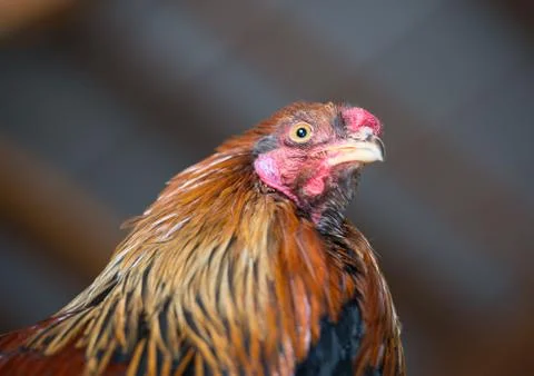 Rooster on a typical farm Foto stock