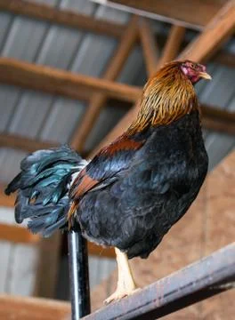 Rooster on a typical farm Stock Photos