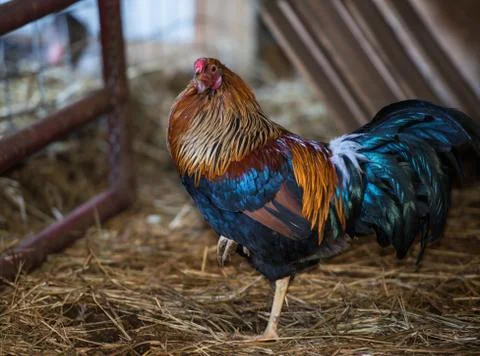 Rooster on a typical farm Stock Photos