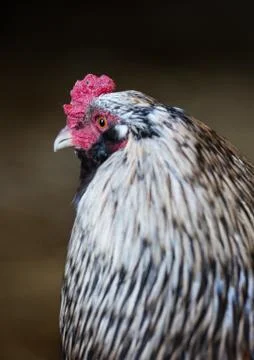 Rooster on a typical farm Stock Photos