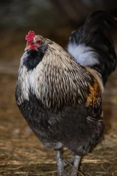 Rooster on a typical farm Stock Photos