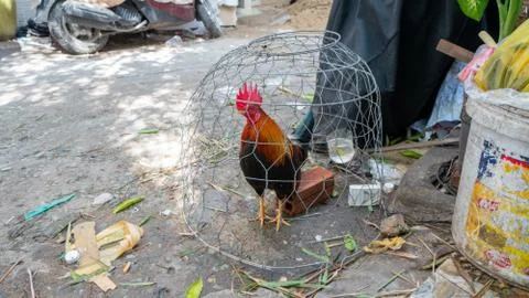 Rooster under a cage Stock Photos