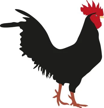 Rooster vector illustration Stock Illustration