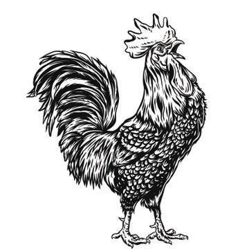 Rooster vector line art illustration Stock Illustration