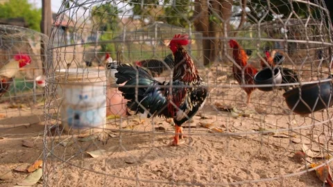 Rooster with vibrant plumage inside a wire cage at a traditional cambodian farm Stock Footage 323071344