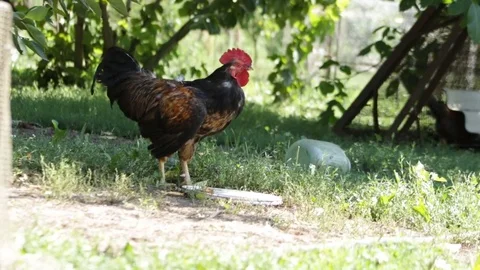 Rooster in the village 動画素材 79751623