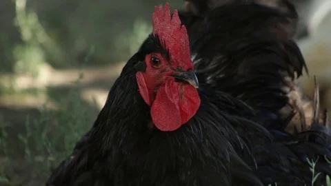 Rooster from the village Stock Footage 79752045