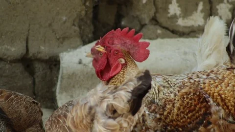 Rooster in the village 库存影片 79752420