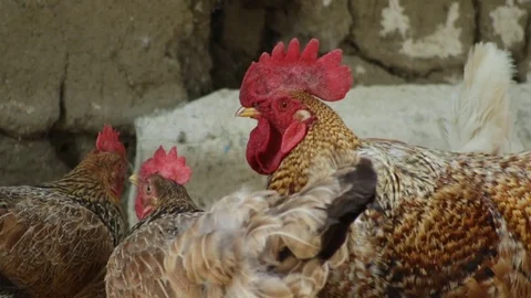 Rooster in the village Video stock 79752483