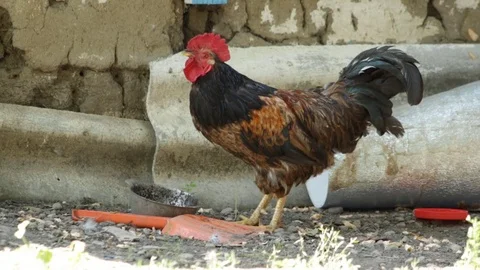 Rooster in the village 库存影片 79752689