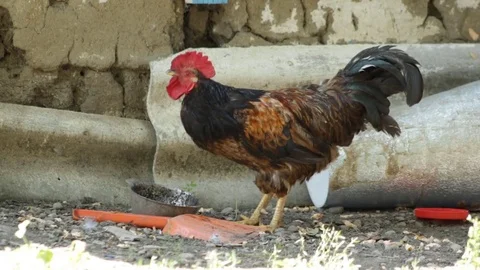 Rooster from the village 库存影片 79752755