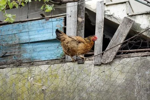 A rooster in the village house wall with blue painted woods Stock Photos