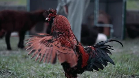 A rooster in the village is waving his wings Stock Footage