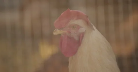 Rooster wakeup call Stock Footage 142119279