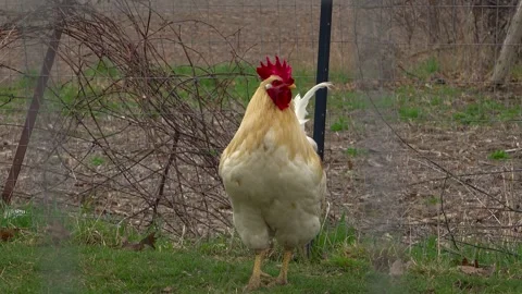 Rooster Waking up and Looking Around Vídeos de archivo 346411962