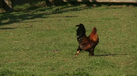 Rooster walk and crows Stock Footage 22251583