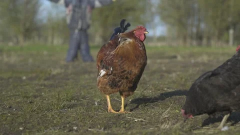 Rooster walking and mating with chicken in field among poultry. Low angle shot Stock Footage 240559053