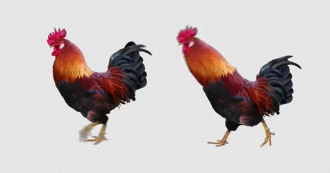 Rooster Walking and Running Stock Footage 201368943