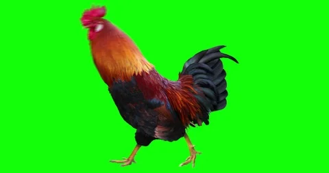 Rooster is walking. Animation is cyclic and isolated. Green screen. Stock Footage