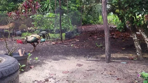 Rooster Walking Around the Backyard Stock Footage 287669441
