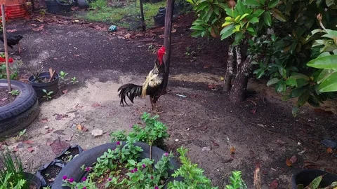 Rooster Walking Around the Backyard Stock Footage 287669469