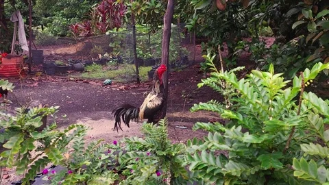 Rooster Walking Around the Backyard Stock Footage 287669479