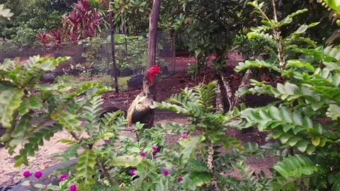 Rooster Walking Around the Backyard Stock Footage 287669527